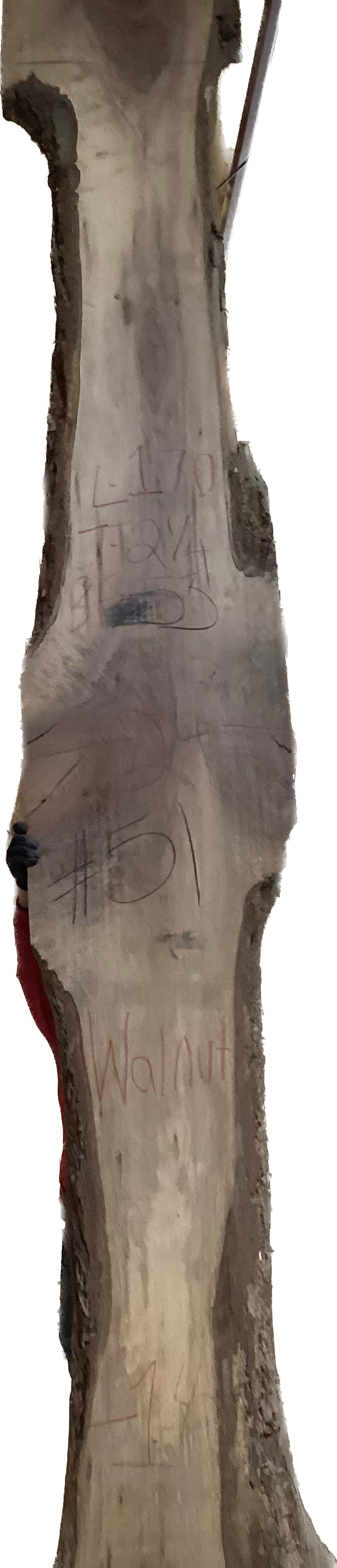 Walnut Slabs 8/4- 1-100