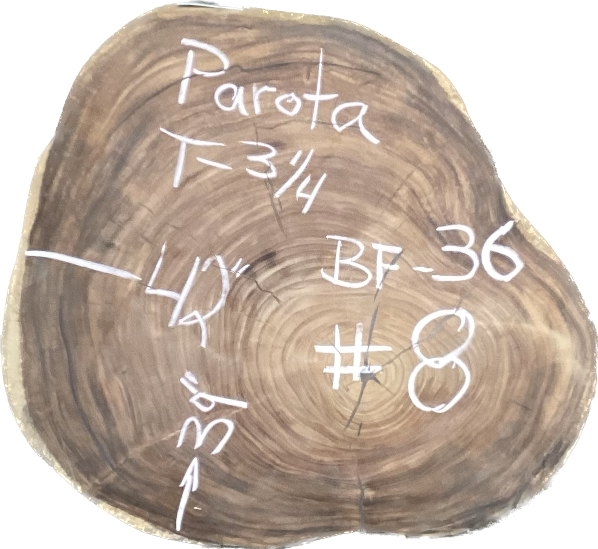 Giant Parota Crosscut Cookies - Imported from Costa Rica