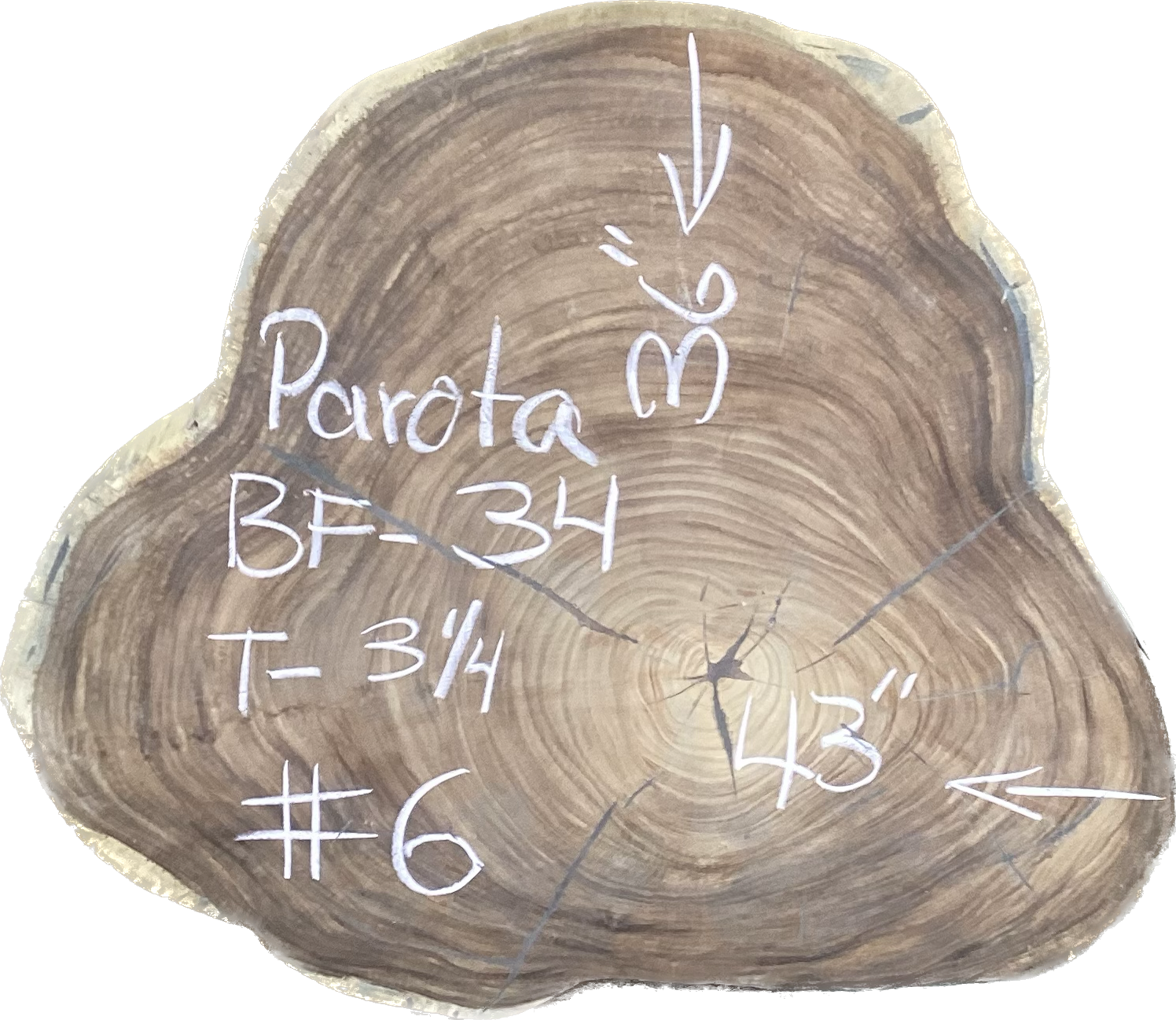 Giant Parota Crosscut Cookies - Imported from Costa Rica