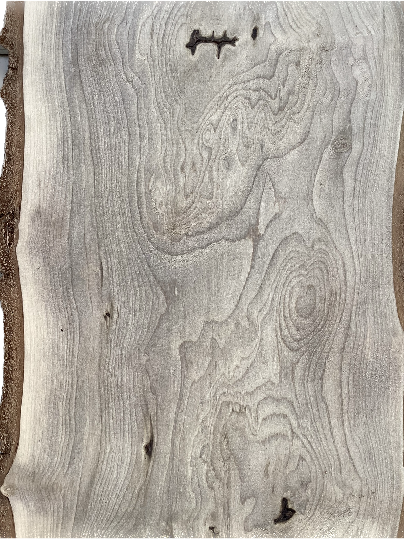 Magnolia