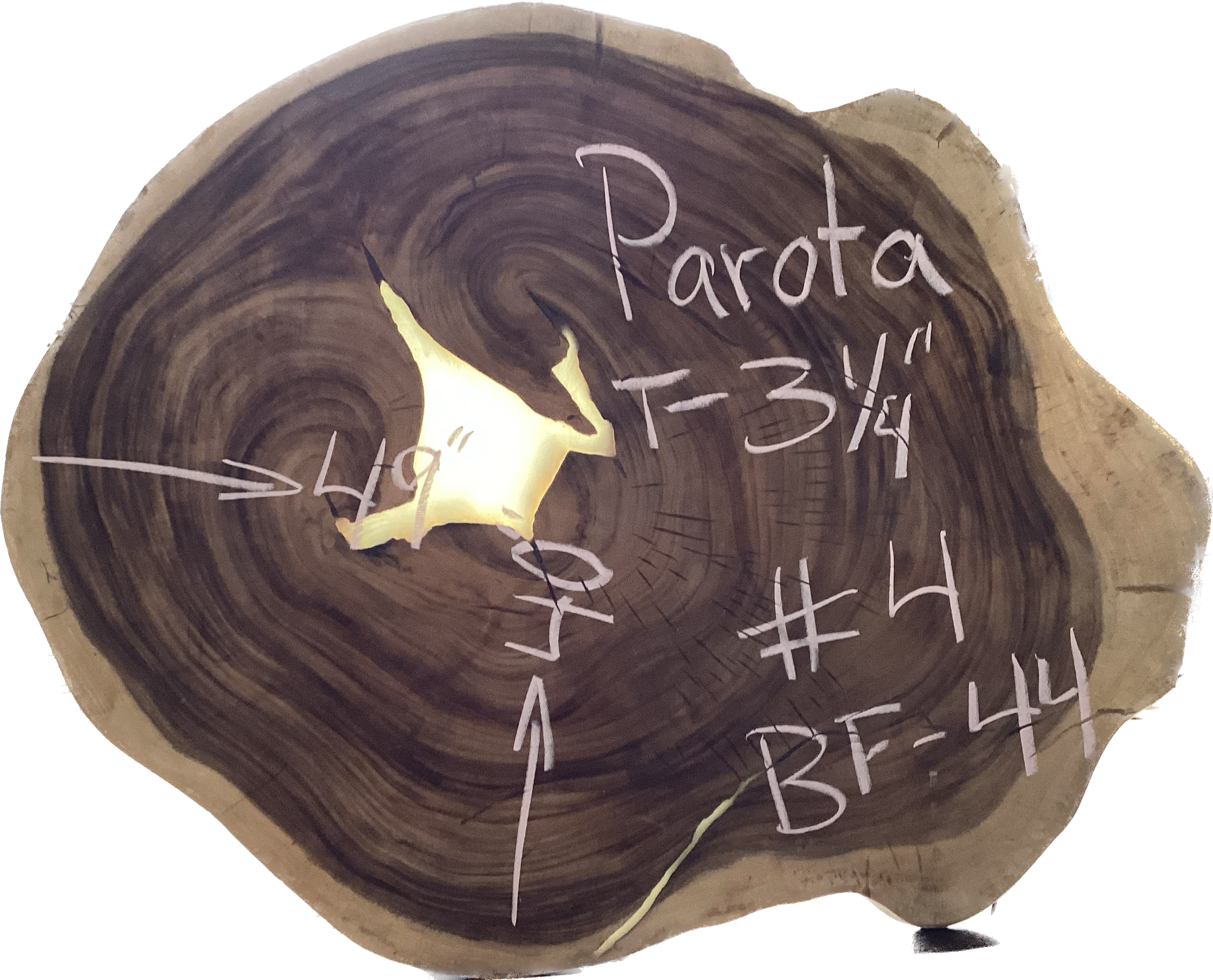 Giant Parota Crosscut Cookies - Imported from Costa Rica