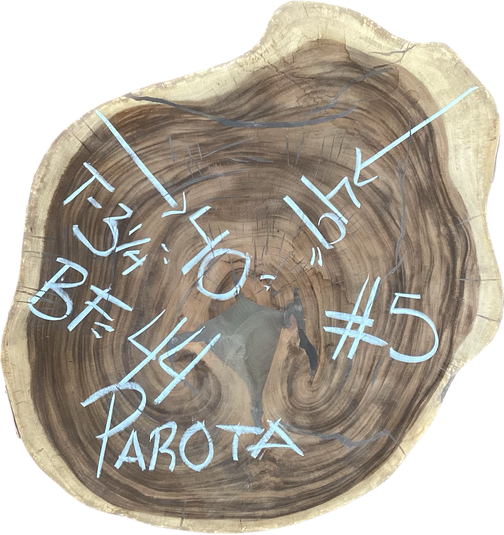 Giant Parota Crosscut Cookies - Imported from Costa Rica
