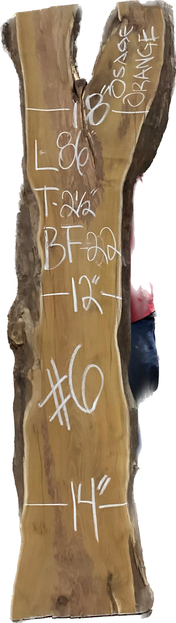 Osage Orange Slabs