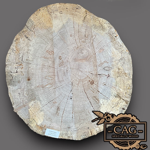 Spalted Maple Crosscut