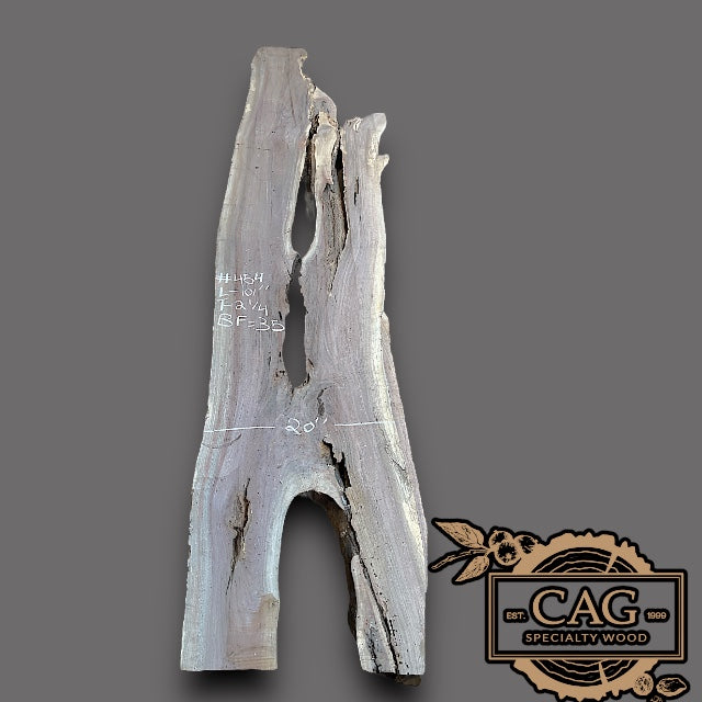 Walnut Slabs 400-499