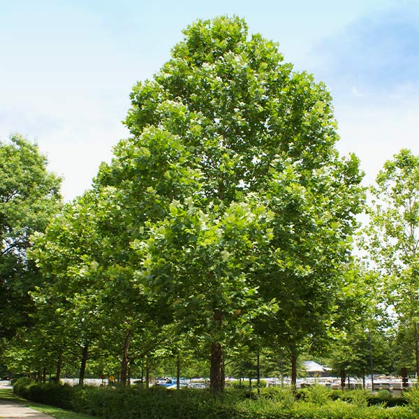 Sycamore 4/4, 8/4, QTR Sawn 4/4, 5/4