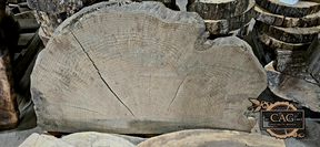 White Oak & Red Oak Crosscut Cookies